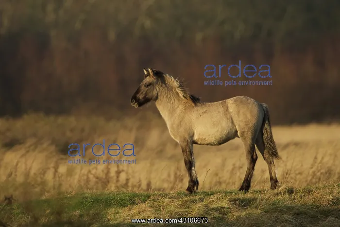 : Horse. Konik (Equus caballus) standing : Horse. Konik (Equus caballus) standing