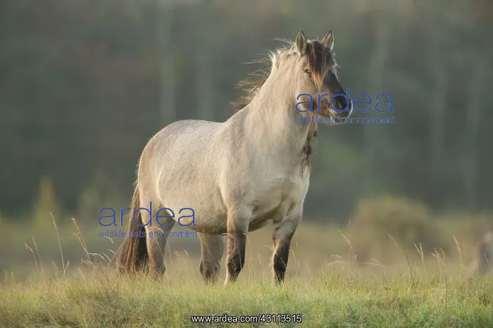 : Horse. Konik (Equus caballus) standing : Horse. Konik (Equus caballus) standing