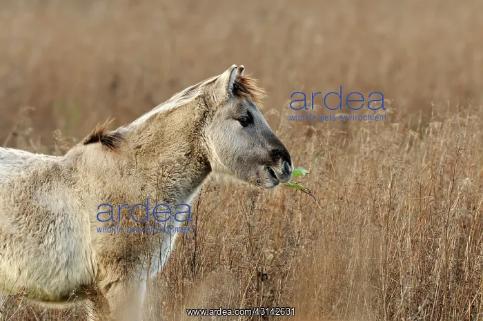 : Horse. Konik Horse (Equus caballus) eating an unindentified leaf : Horse. Konik Horse (Equus caballus) eating an unindentified leaf