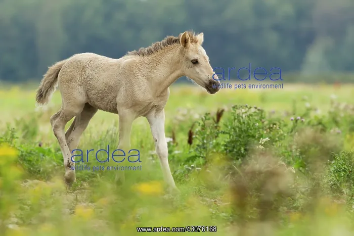 : Horse. Konik horse (Equus caballus) foal running through grassland : Horse. Konik horse (Equus caballus) foal running through grassland