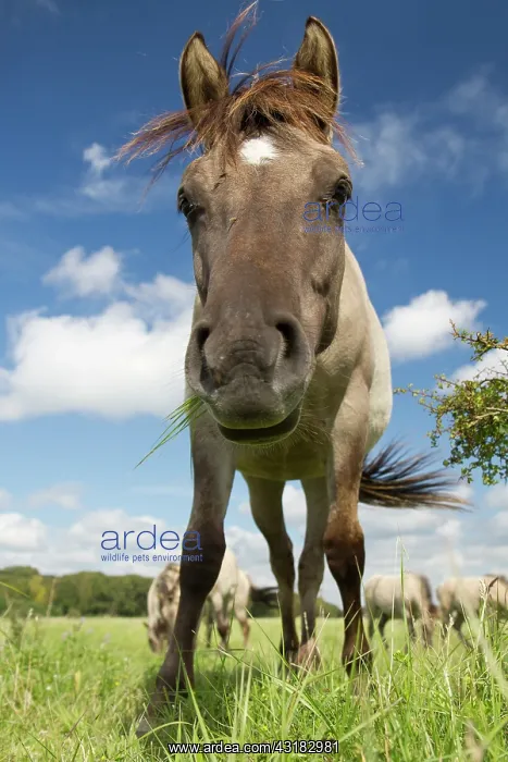 : Horse. Konik horse (Equus caballus) grazing against a blue sky : Horse. Konik horse (Equus caballus) grazing against a blue sky