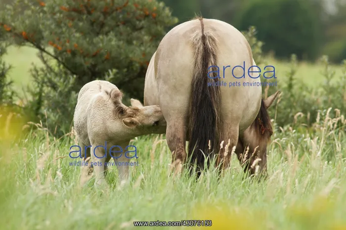  : Horse. A Konik horse foal (Equus caballus) suckling from its mother in grassland