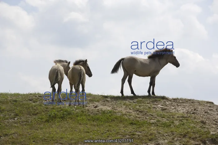 : Konik horse with her foal Netherlands : Konik horse with her foal Netherlands