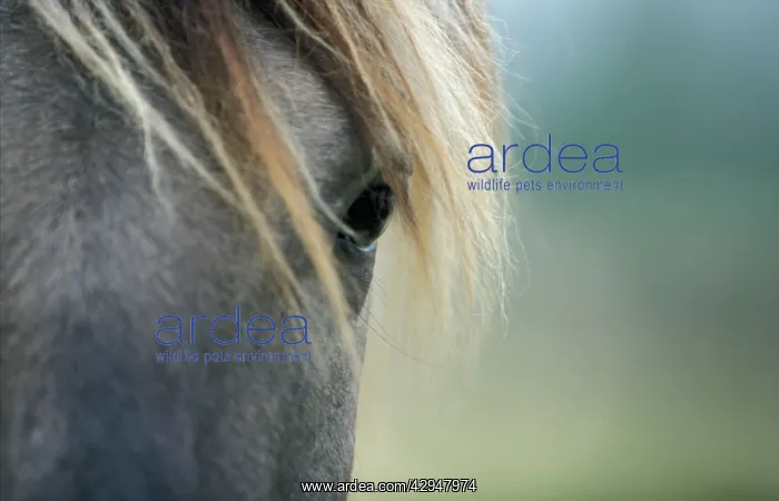 : Konik horse - Oostvaardersplassen : Konik horse - Oostvaardersplassen