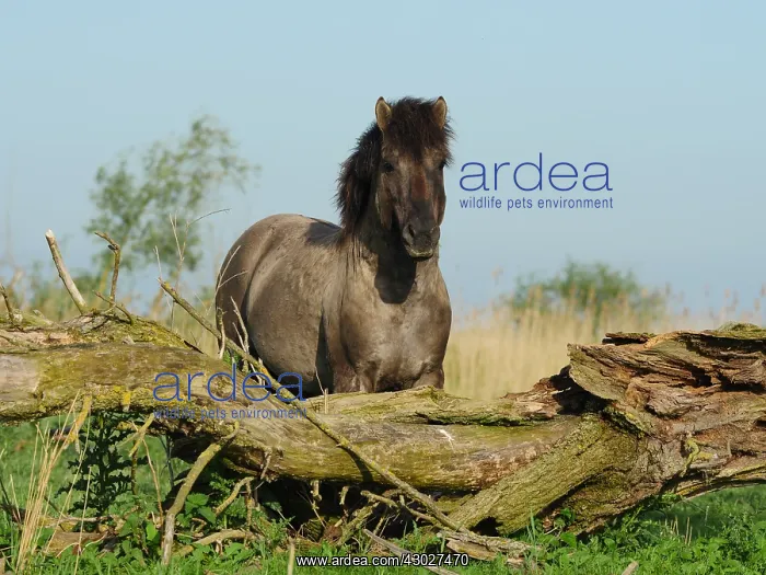  : Konik Horse-stallion, Holland, Oostvaderplassen