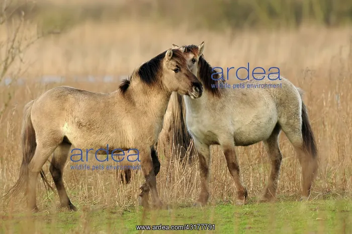 : Horse. Two Konik Horses (Equus caballus) playing together : Horse. Two Konik Horses (Equus caballus) playing together