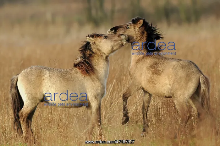 : Horse. Two Konik Horses (Equus caballus) playing together : Horse. Two Konik Horses (Equus caballus) playing together