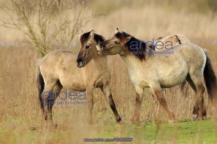 : Horse. Two Konik Horses (Equus caballus) playing together : Horse. Two Konik Horses (Equus caballus) playing together
