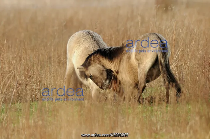 : Horse. Two Konik Horses (Equus caballus) playing together : Horse. Two Konik Horses (Equus caballus) playing together