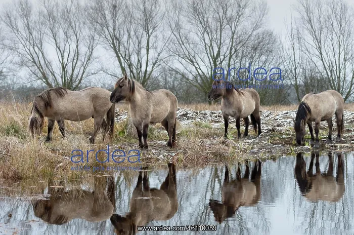  : Konik, Konik horse, Konik pony (Equus caballus gemelli)