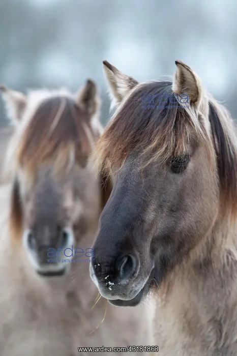 : Konik, Konik horse, Konik pony (Equus caballus gemelli) : Konik, Konik horse, Konik pony (Equus caballus gemelli)
