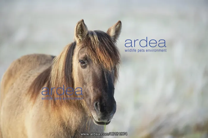 : Konik, Konik horse, Konik pony (Equus caballus gemelli) : Konik, Konik horse, Konik pony (Equus caballus gemelli)