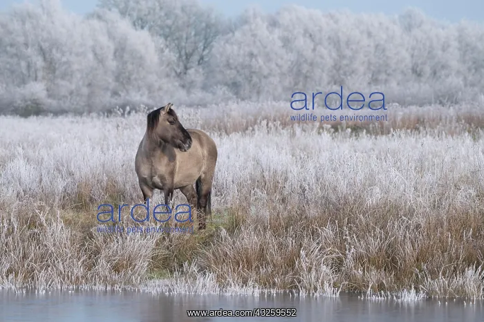 : Konik, Konik horse, Konik pony (Equus caballus gemelli) : Konik, Konik horse, Konik pony (Equus caballus gemelli)