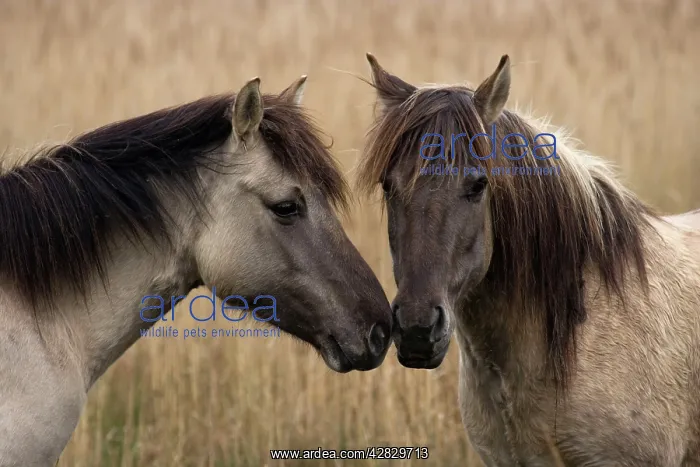 : Konik Ponies - Two together : Konik Ponies - Two together