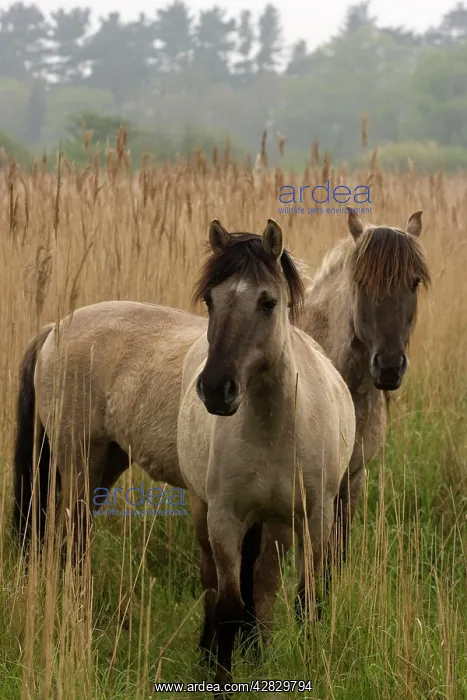 : Konik Ponies : Konik Ponies