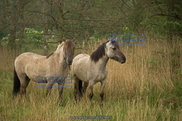 : Konik Ponies : Konik Ponies