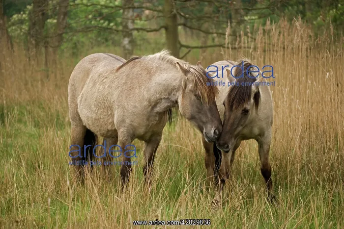 : Konik Ponies : Konik Ponies