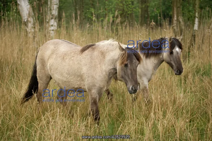 : Konik Ponies : Konik Ponies