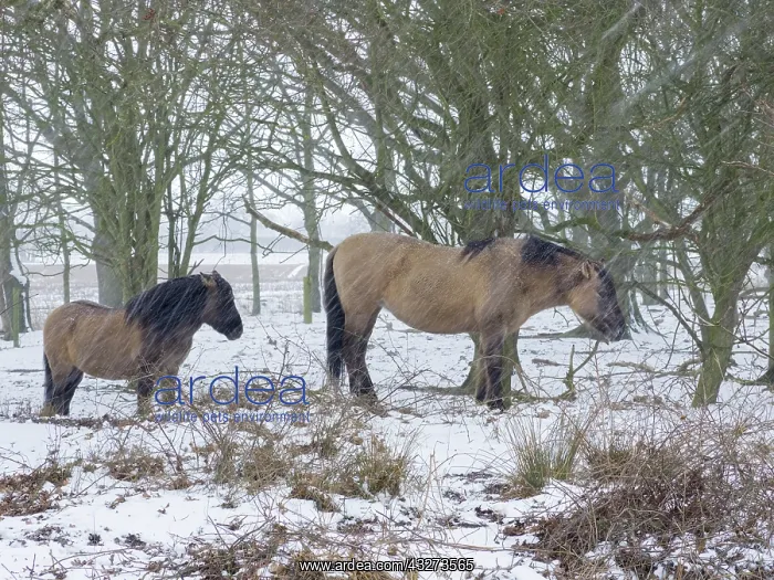 : Konik ponies in snow - Norfolk UK : Konik ponies in snow - Norfolk UK