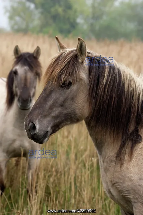 : Konik Pony - two : Konik Pony - two