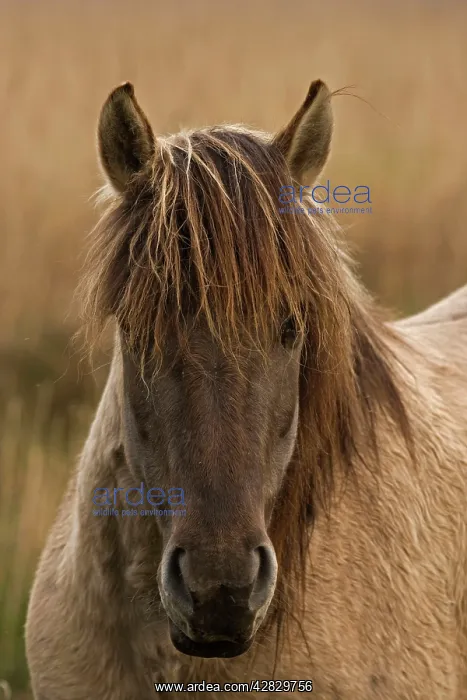 : Konik Pony : Konik Pony