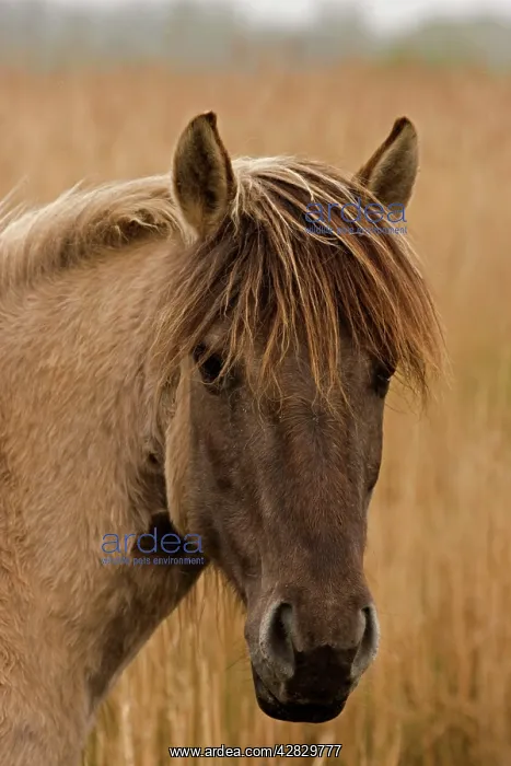 : Konik Pony : Konik Pony