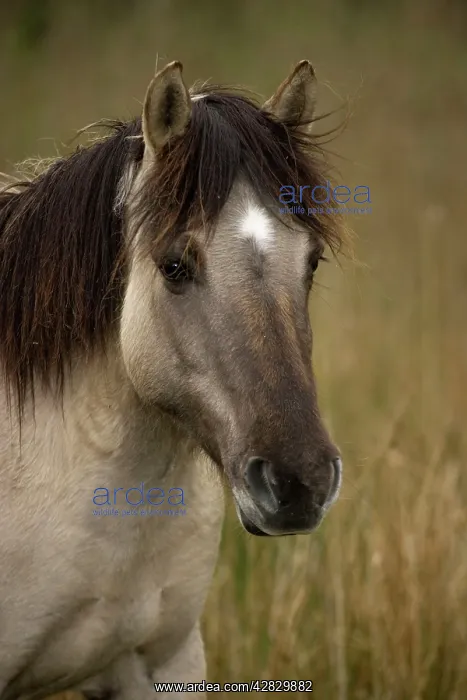 : Konik Pony : Konik Pony