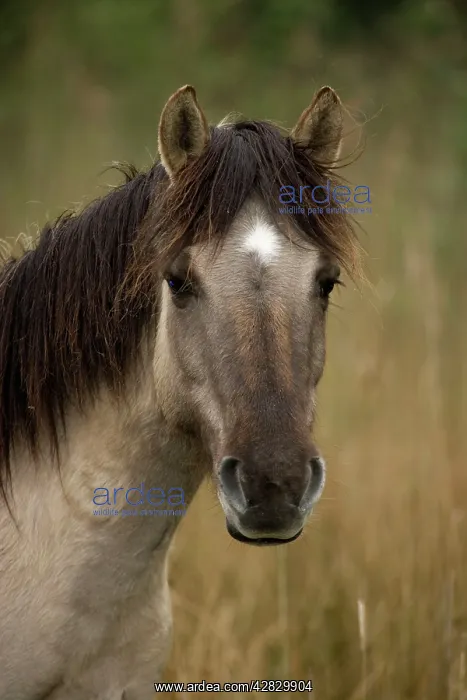 : Konik Pony : Konik Pony