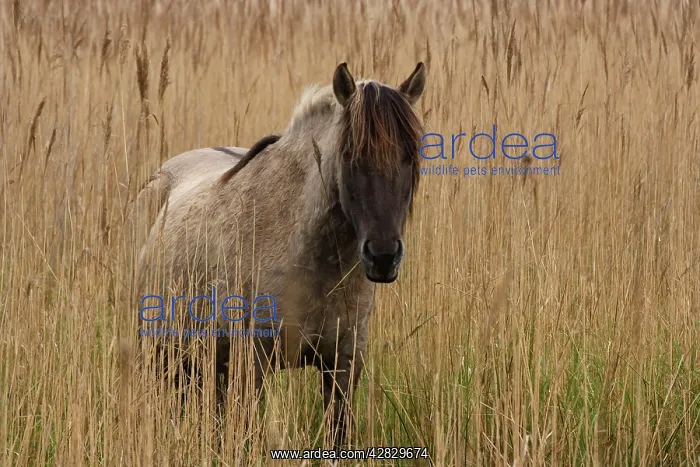 : Konik Pony - In long grass : Konik Pony - In long grass