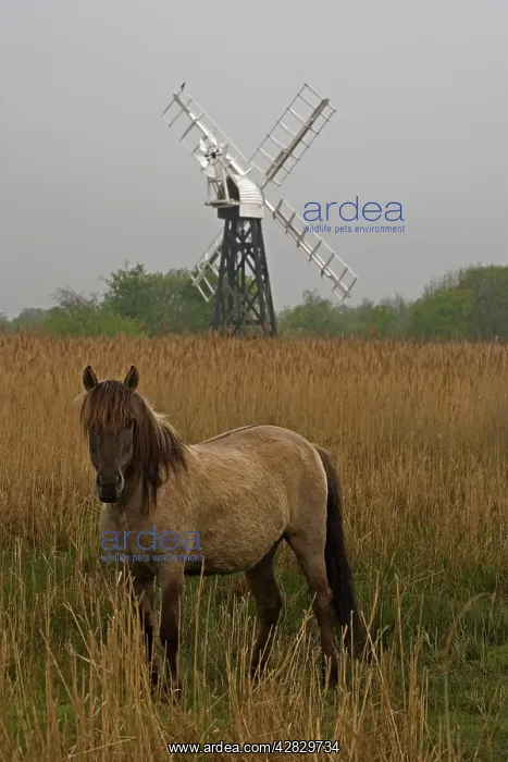 : Konik Pony - With windmill in background : Konik Pony - With windmill in background