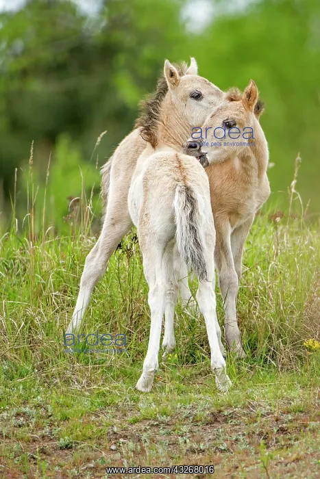 : Konik, wild horse, two foals playing, Oranienbaum : Konik, wild horse, two foals playing, Oranienbaum