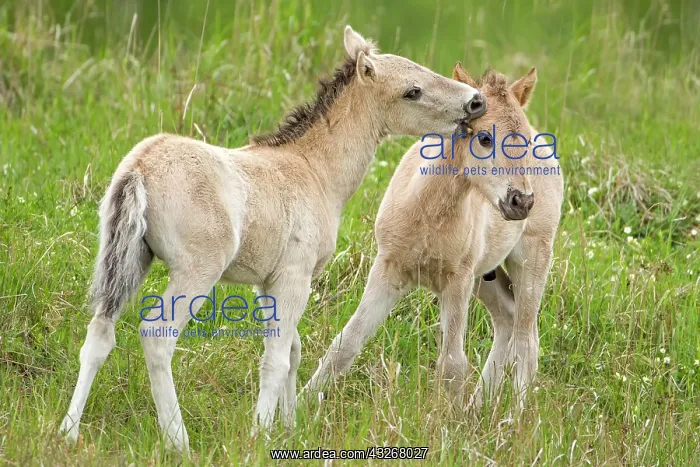 : Konik, wild horse, two foals playing, Oranienbaum : Konik, wild horse, two foals playing, Oranienbaum
