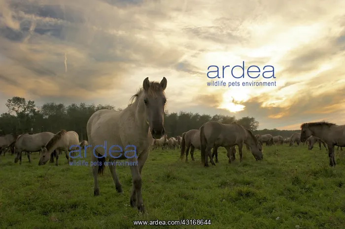  : Horse. Koniks (Equus caballus) standing in a herd with one animal looking at camera