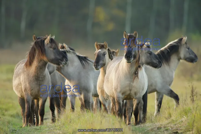 : Horse. Koniks (Equus caballus) standing in a small herd : Horse. Koniks (Equus caballus) standing in a small herd