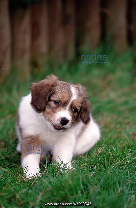 : Kooikerhondje : Kooikerhondje