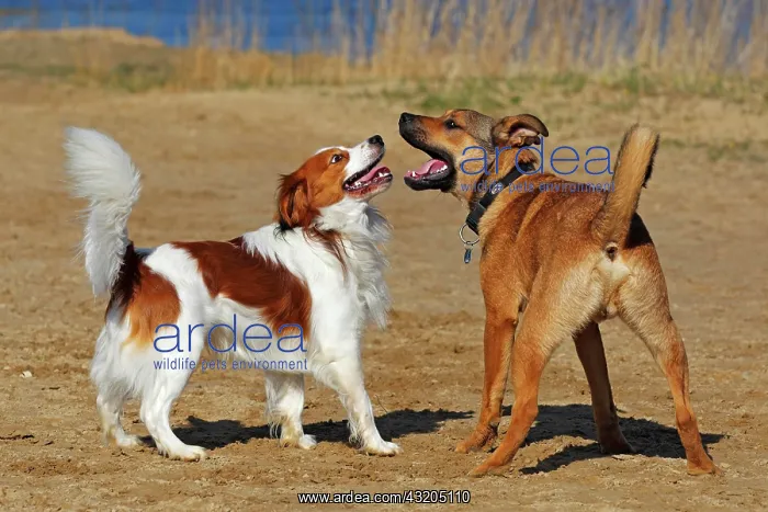 : Kooikerhondje or Kooiker Hound (Canis lupus familiaris) : Kooikerhondje or Kooiker Hound (Canis lupus familiaris)
