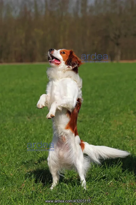 : Kooikerhondje or Kooiker Hound (Canis lupus familiaris) : Kooikerhondje or Kooiker Hound (Canis lupus familiaris)