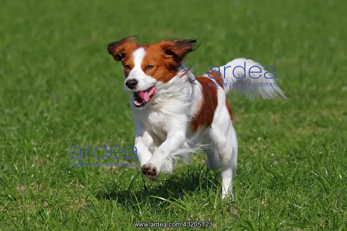 : Kooikerhondje, Kooiker Hound (Canis lupus familiaris) : Kooikerhondje, Kooiker Hound (Canis lupus familiaris)