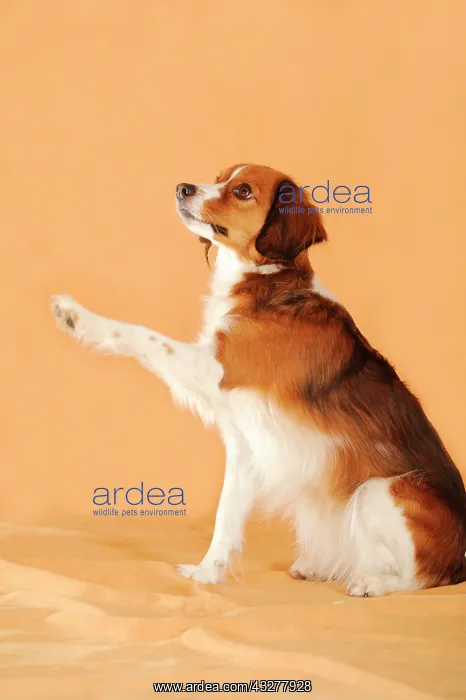 : Kooikerhondje lifting its paw, waving : Kooikerhondje lifting its paw, waving