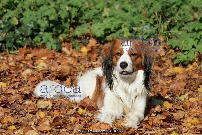 : Kooikerhondje lying in autumn leaves Kooikerhondje : Kooikerhondje lying in autumn leaves Kooikerhondje