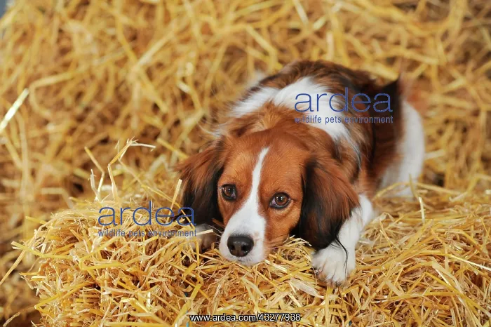 : Kooikerhondje lying on straw : Kooikerhondje lying on straw