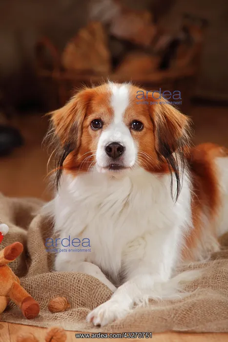 : Kooikerhondje, male, 9 years, lying, animal portrait : Kooikerhondje, male, 9 years, lying, animal portrait