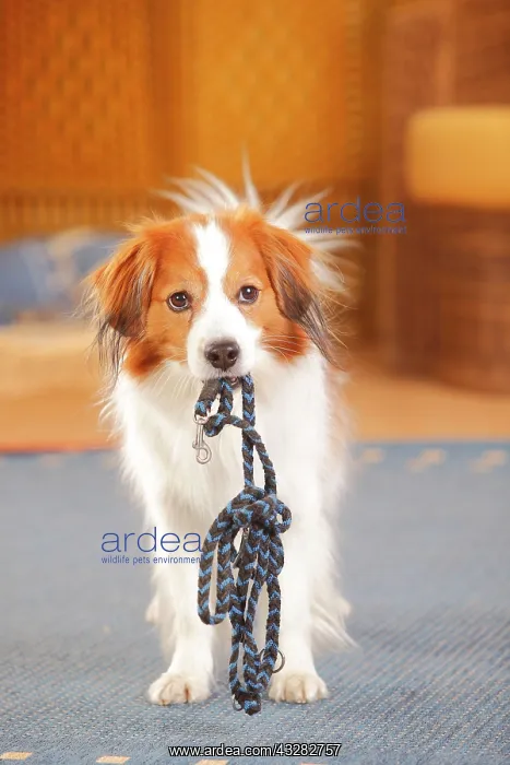 : Kooikerhondje, male, carries his dog leash, invitation : Kooikerhondje, male, carries his dog leash, invitation