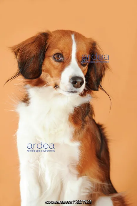 : Kooikerhondje, portrait : Kooikerhondje, portrait
