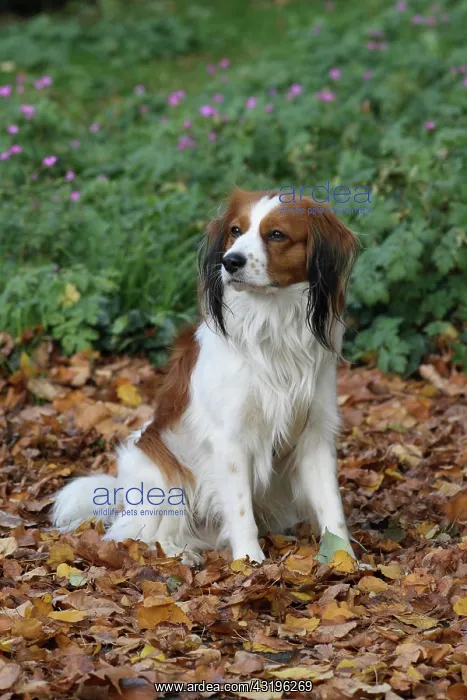 : Kooikerhondje sitting in autumn leaves Kooikerhondje : Kooikerhondje sitting in autumn leaves Kooikerhondje