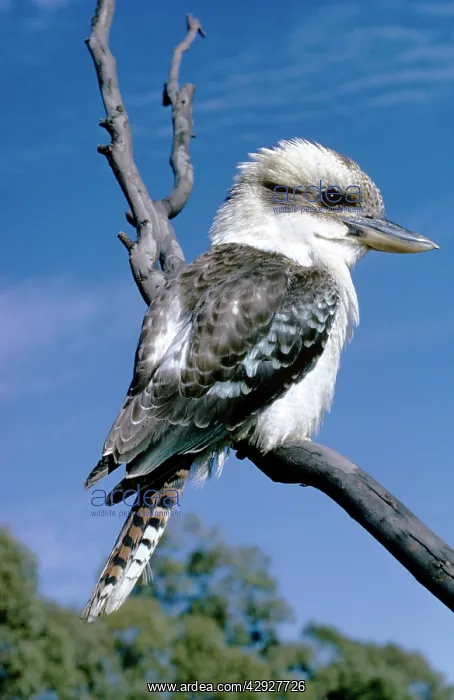  : KOOKABURRA