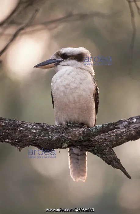 : Kookaburra : Kookaburra