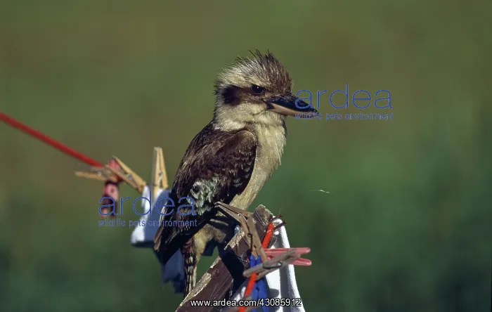: Kookaburra : Kookaburra