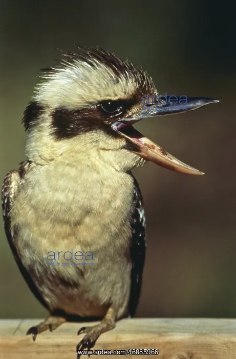 : Kookaburra : Kookaburra