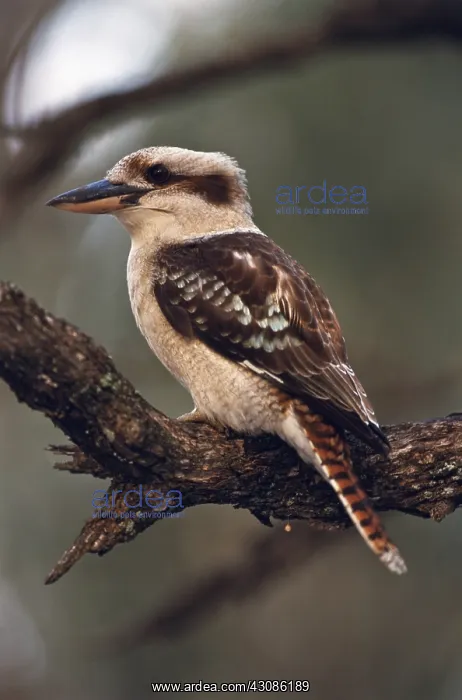 : Kookaburra : Kookaburra